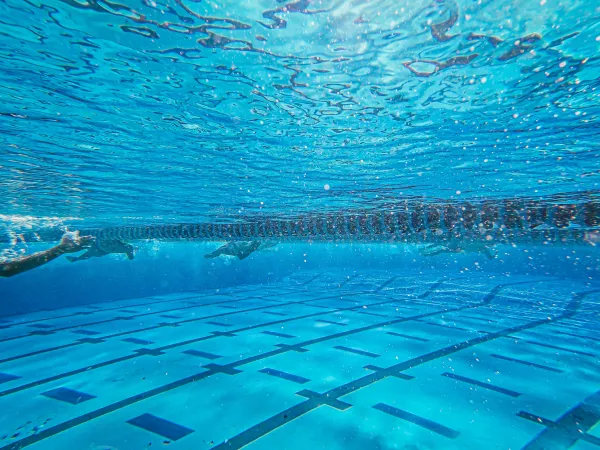 Plusieurs nageurs progressant dans des couloirs de piscine vus sous l’eau.